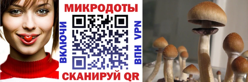 купить наркотик  Чегем  Галлюциногенные грибы MAGIC MUSHROOMS 